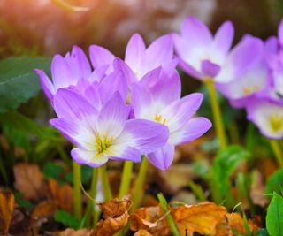 Flowering colchicum with lilac and white petals