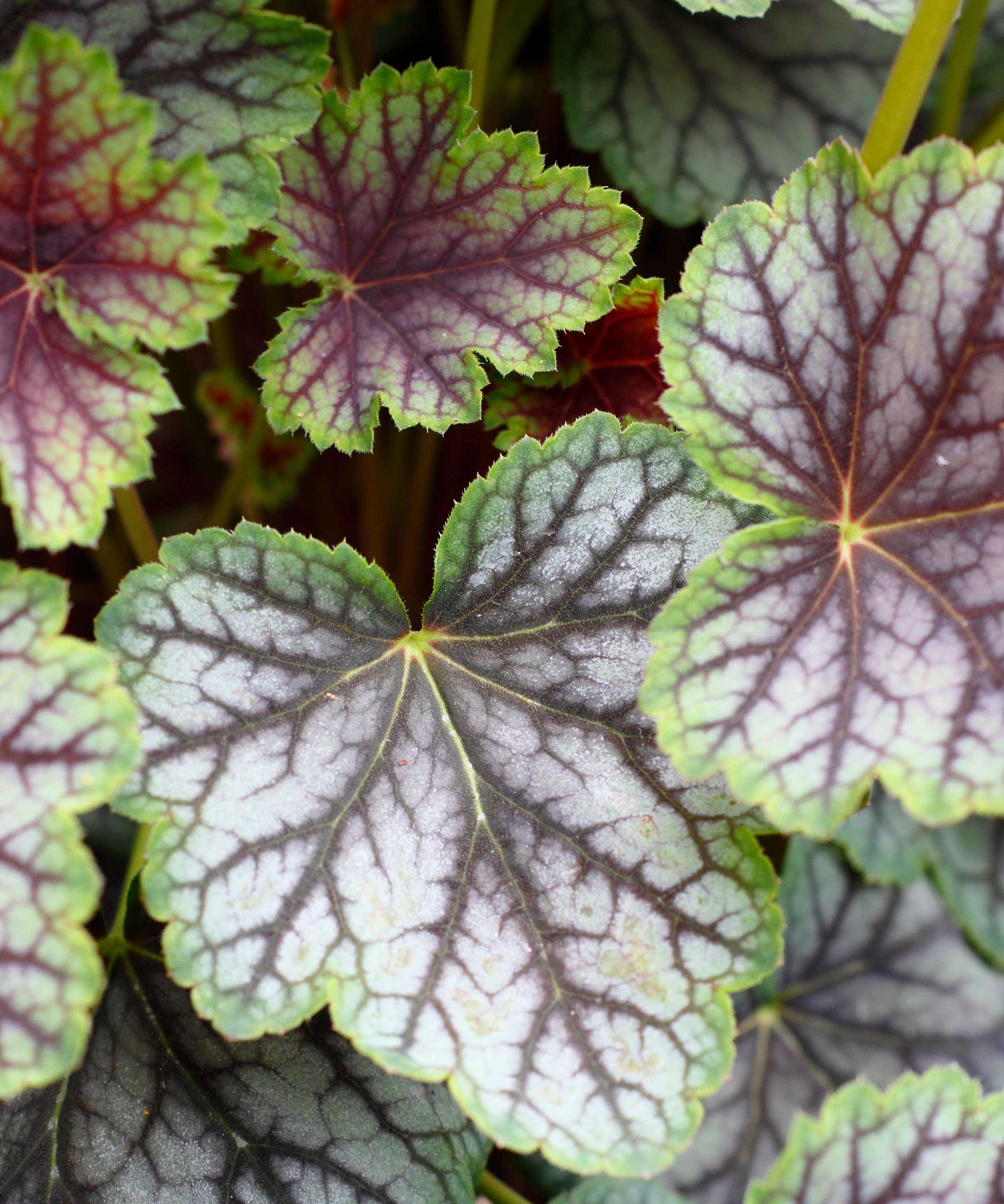 Heuchera 'Green Spice' leaves close-up