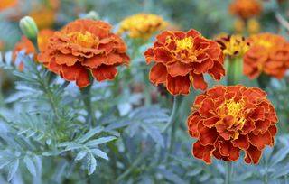 Orange yellow French marigold or Tagetes patula flower