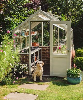 greenhouse in summer garden with dog in doorway