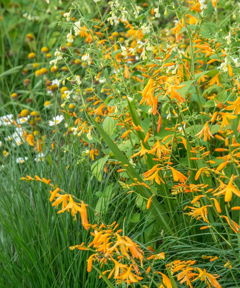 When to plant summer bulbs for a beautiful display Homes & Gardens