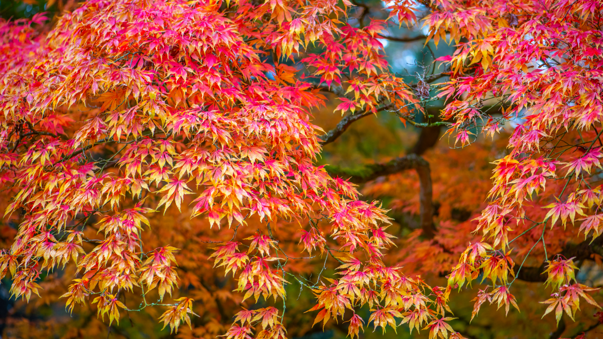Japanese maple tree in fall