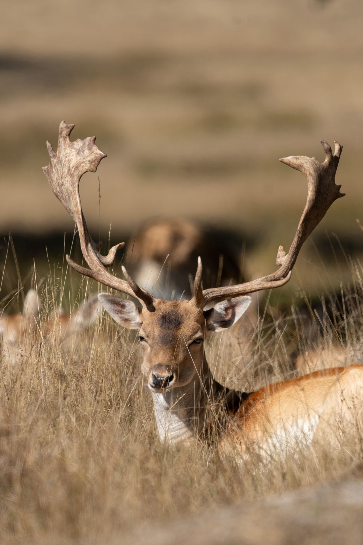 Telephoto image of a deer in a deer park