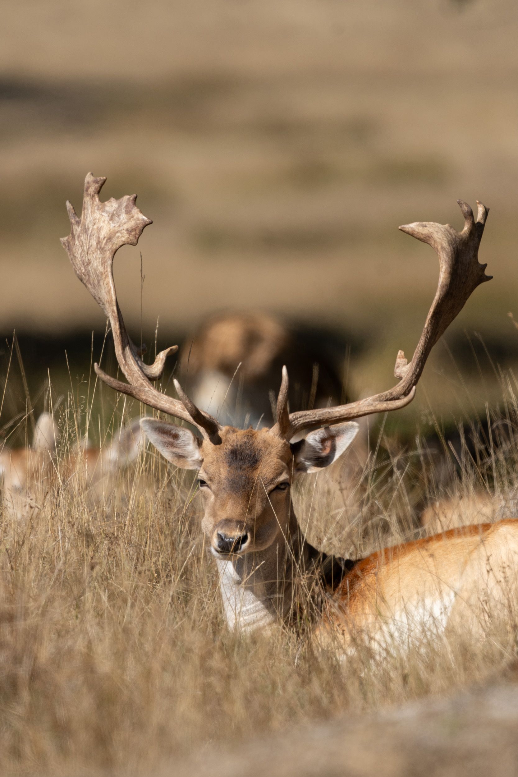 Telephoto image of a deer in a deer park