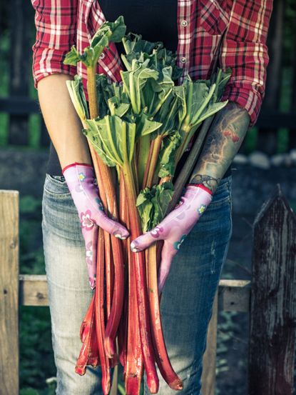 Gardener Holding Long Rhubarb