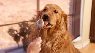 Dog eating peanut butter off a spoon
