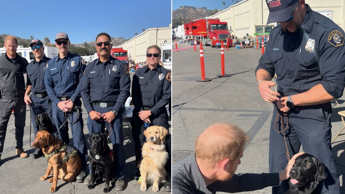 Le prince Harry vient de rencontrer les chiens les plus mignons des pompiers qui ont travaillé dans les incendies de forêt de Californie