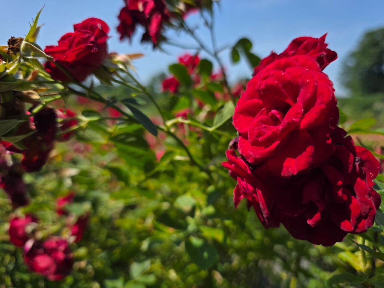 A red rose photographed with the Samsung Galaxy S25 Ultra at a variety of resolution settings