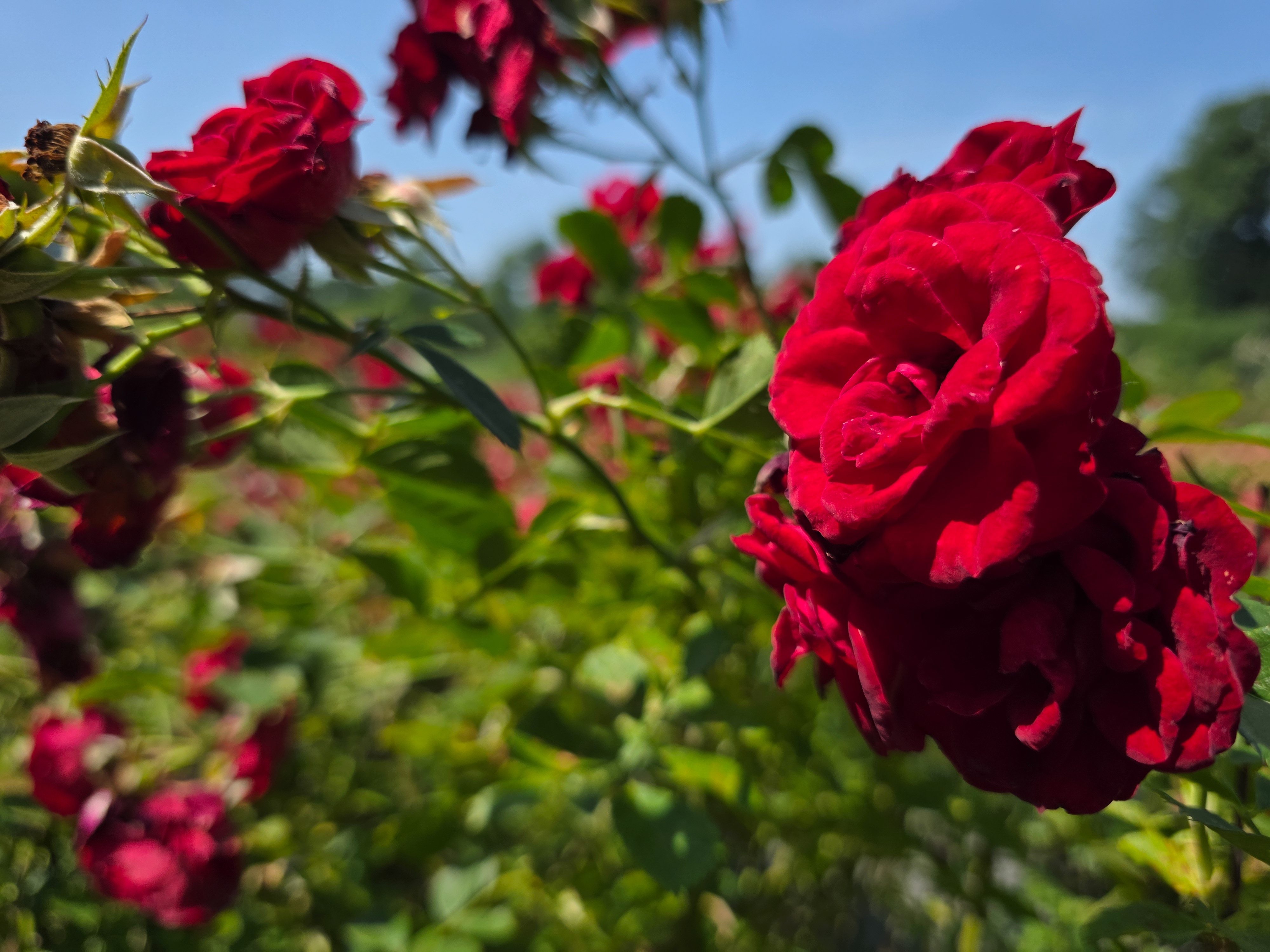 A red rose photographed with the Samsung Galaxy S25 Ultra at a variety of resolution settings