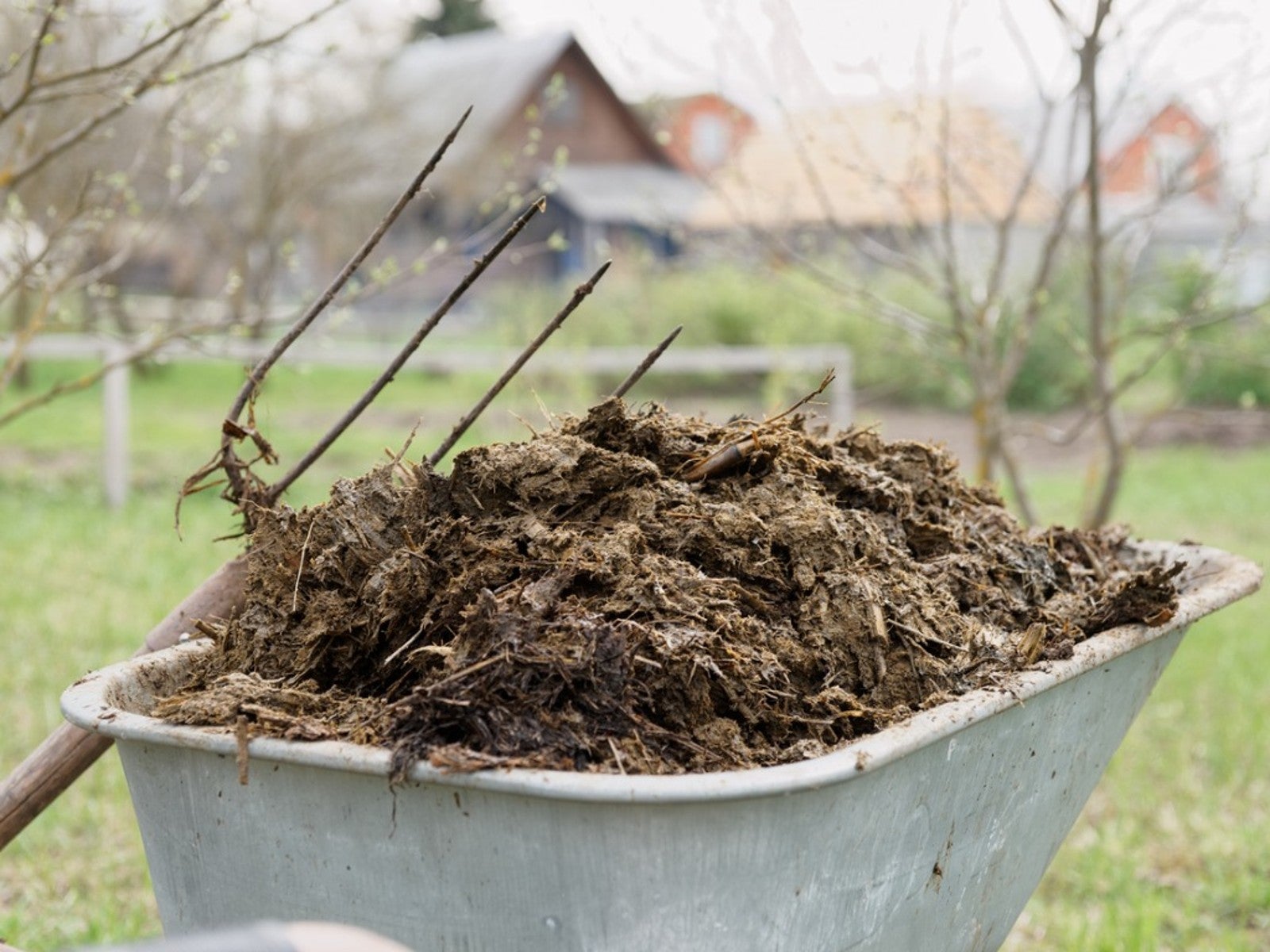 Horse deals manure wheelbarrow