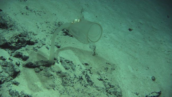Carnivorous Sea Squirt