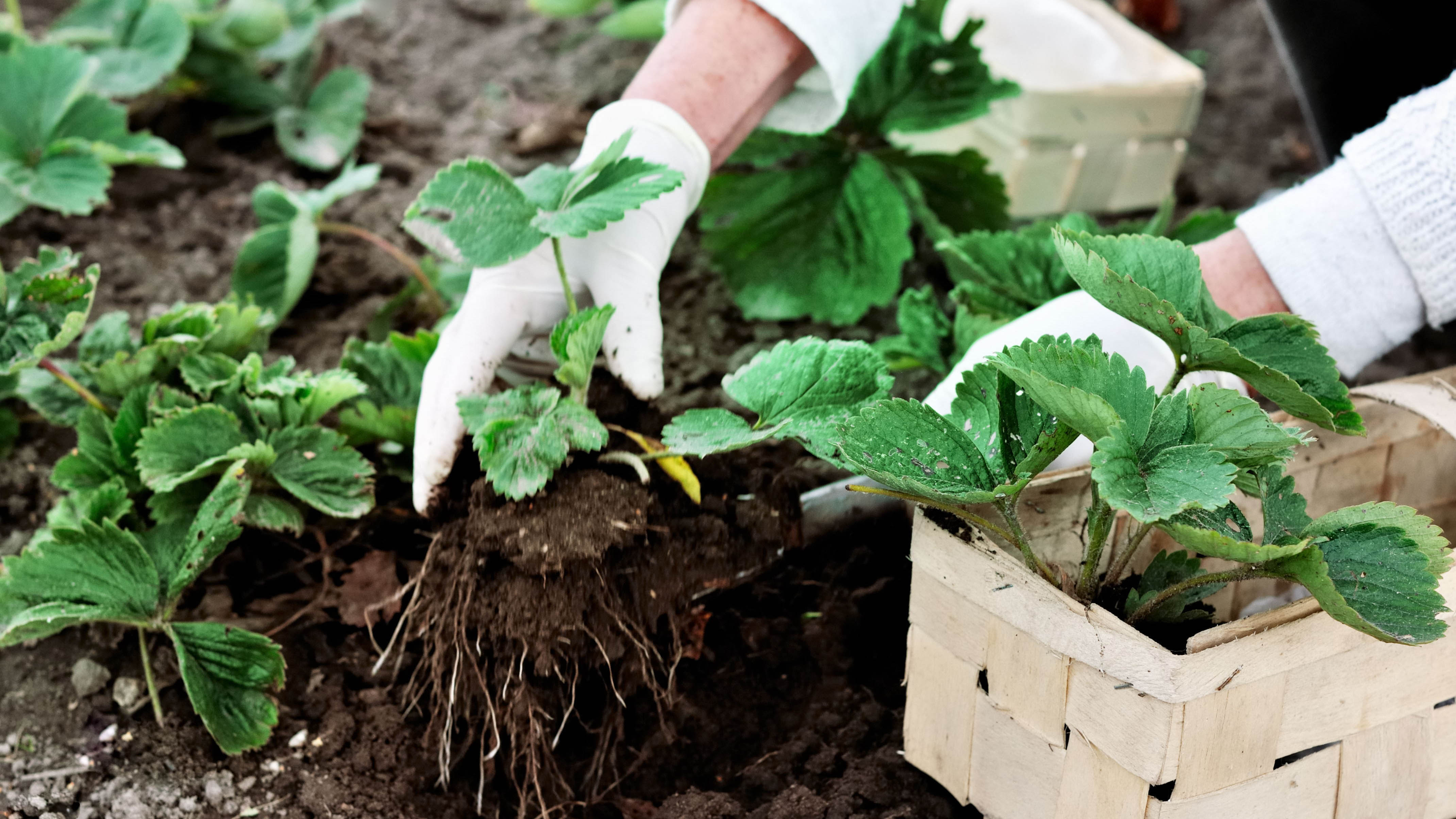 Planting rows of strawberries in the soil