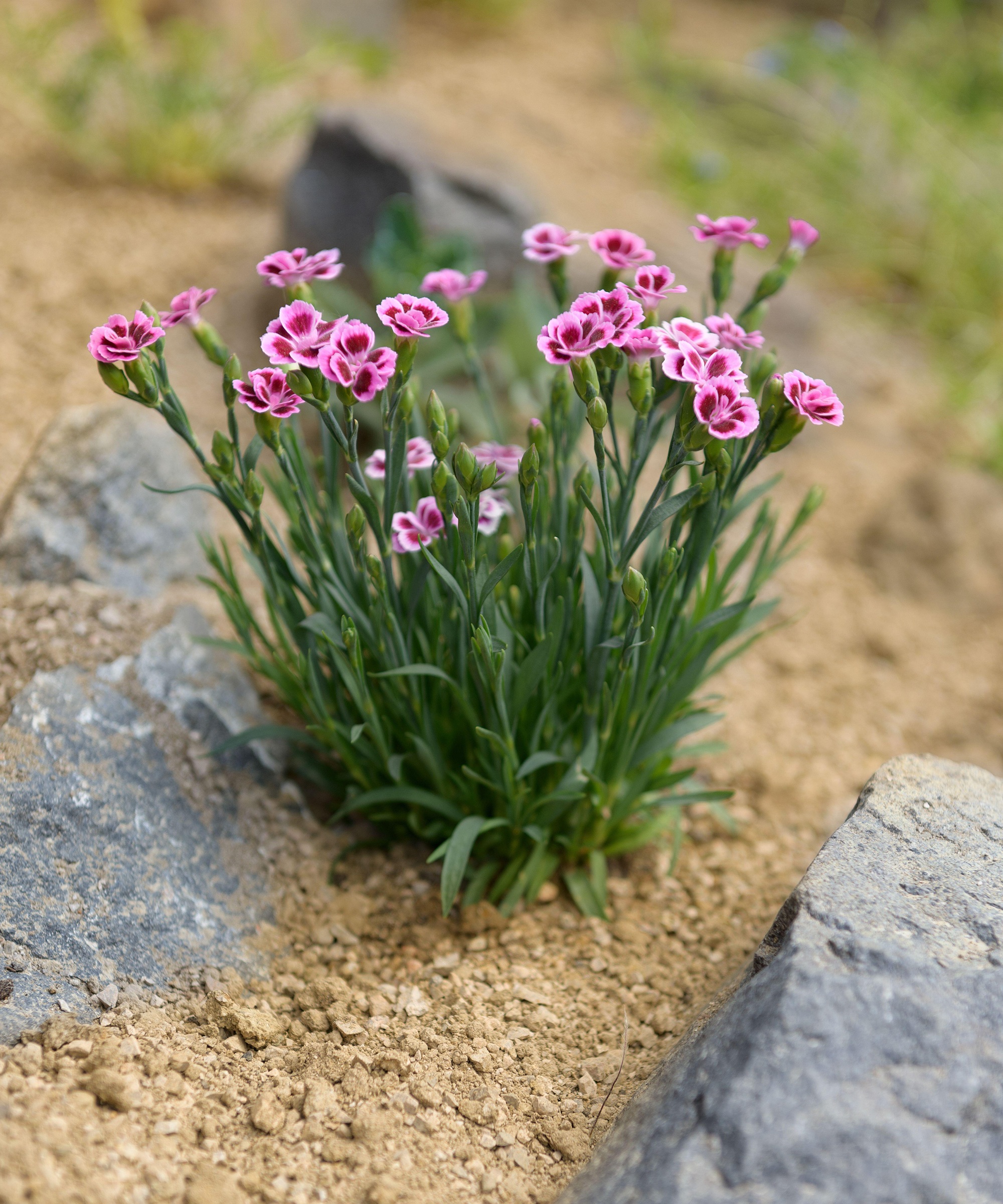 Pink dianthus alpine flower