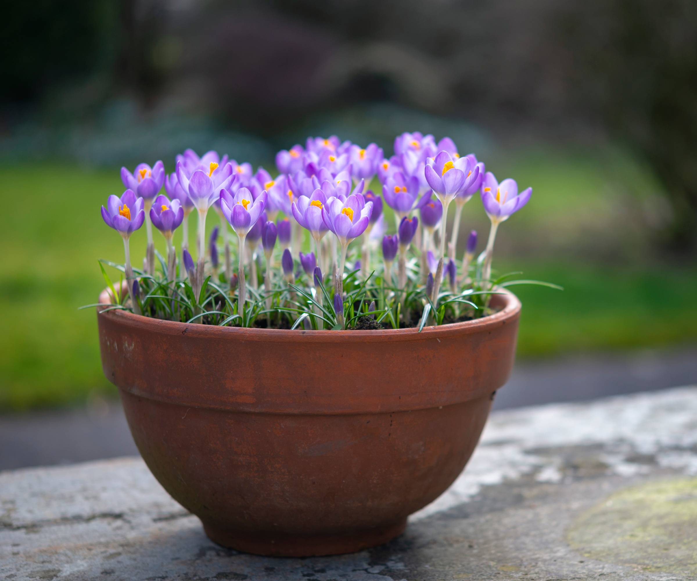 Purple crocus flowers growing in a terra cotta pot