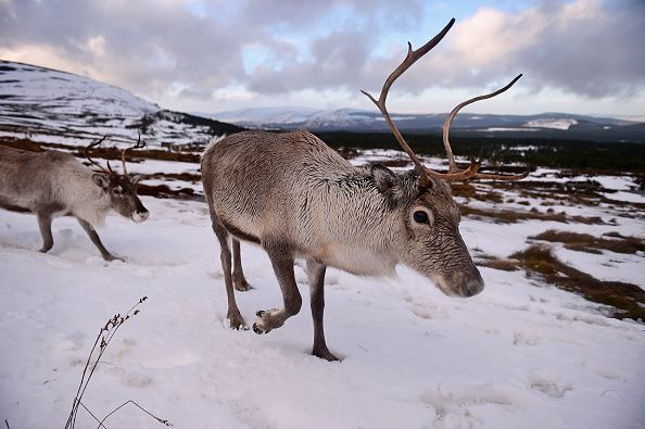 Reindeer.