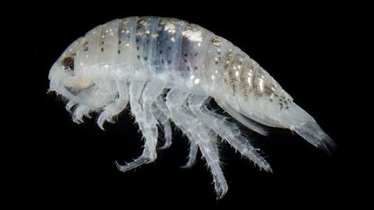 A close-up look at the foot-munching isopod.