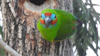 A Double-Eyed Fig Parrot Clinging To A Tree Looking At The Camera
