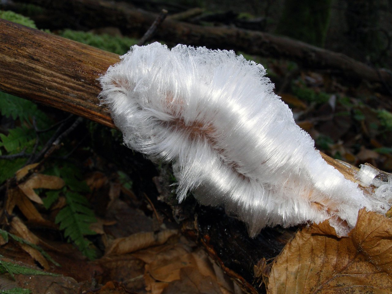 Peculiar shape of hair ice linked to fungus