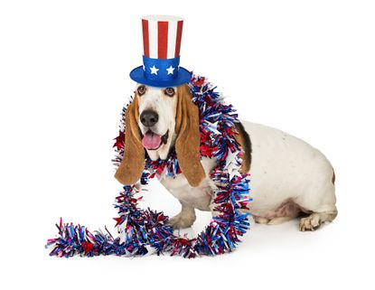 A patriotic dog.