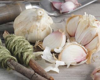 garlic 'Lautrec Wight on table