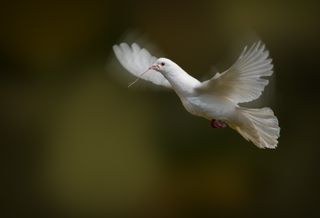 Dove flying with twig in its beak over green backdrop