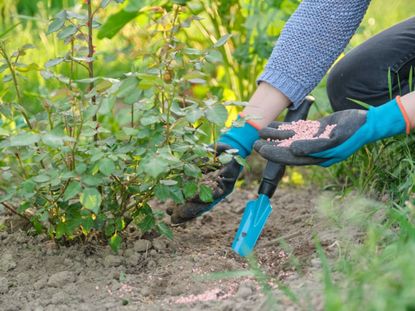 Gardener Applying Rose Fertilizer