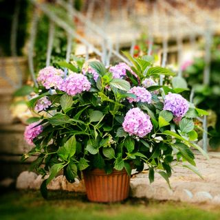 A potted hydrangea plant in a garden