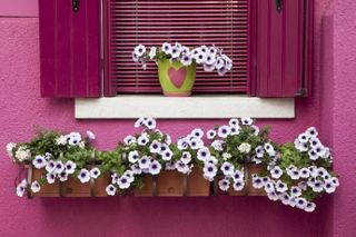 Flower box with petunias below colorful pink window
