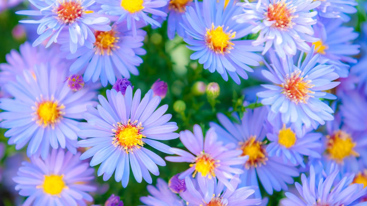 Need a Quick Summer Gap Filler? This Native Perennial Brightens Your Yard with Months of Gorgeous Blooms