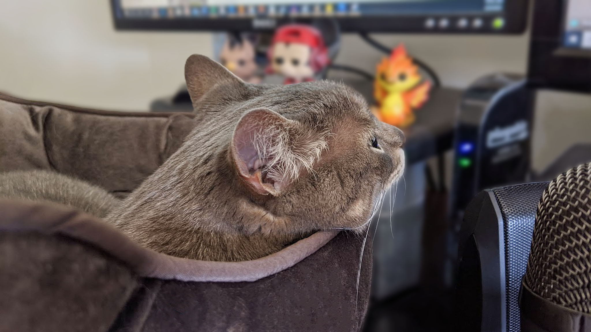 Cat in cat bed on computer desk.
