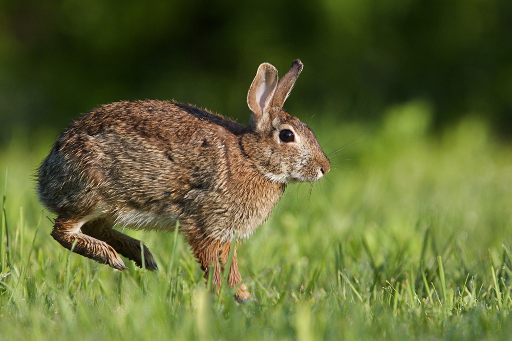 An Eastern cottontail rabbit hops along the bunny trail.