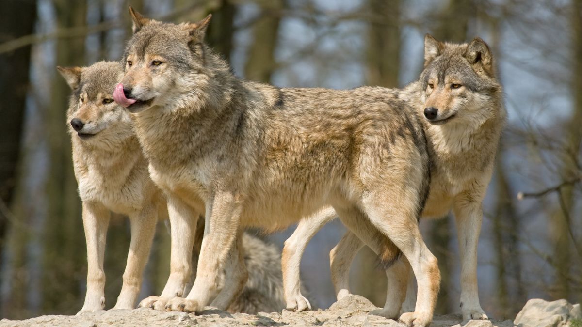 Three wolves standing on rock