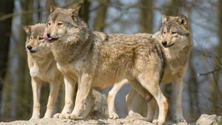 Three wolves standing on rock