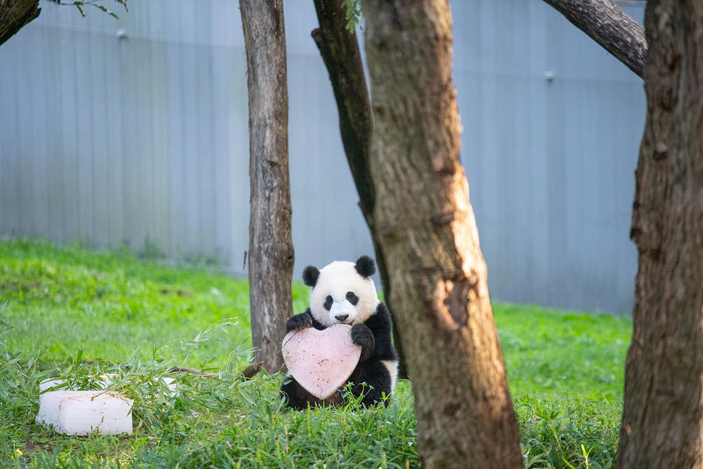 TV tonight Panda cub Xiao Qi Ji turns one