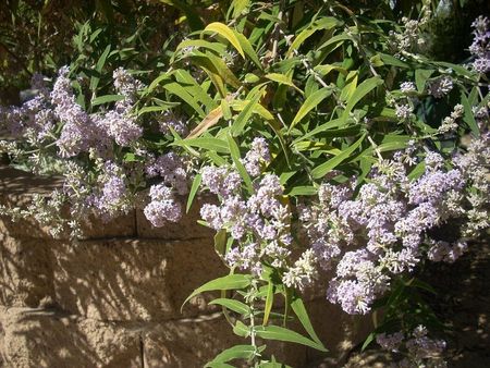 Green Butterfly Bush Leaves Turning Yellow