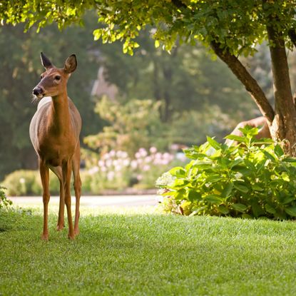 deer grazing on garden lawn