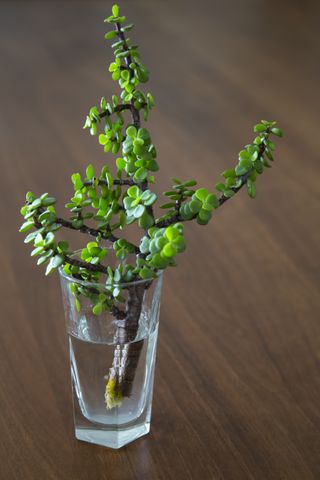 A jade plant cutting in a glass of water