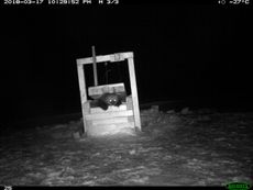Trapped wolverine