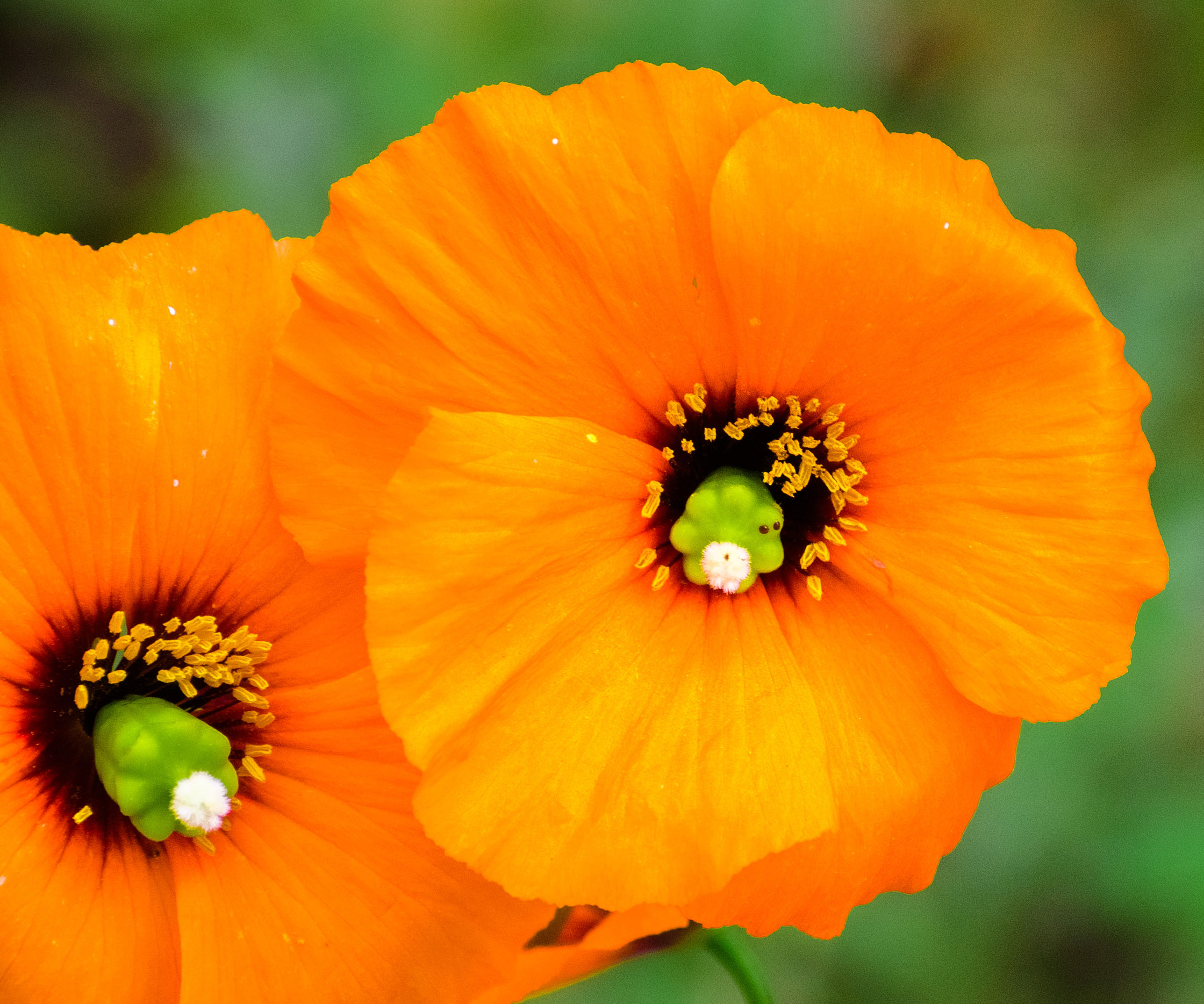 Types of poppies – 16 of the most beautiful annual…