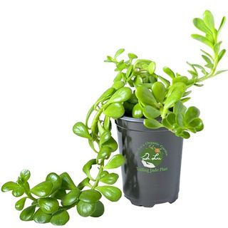 Dr. Lu’s Organic Trailing Jade Plant | Rare Jade Plant | Succulents Plants Live | Air Purifying Plants Indoor | Easy Grow House Plants in 5'' Tall, 4'' Wide Nursery Pot