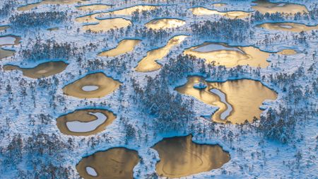 Aerial view of a snowy bog landscape with numerous pools of water reflecting the golden light of the sun.
