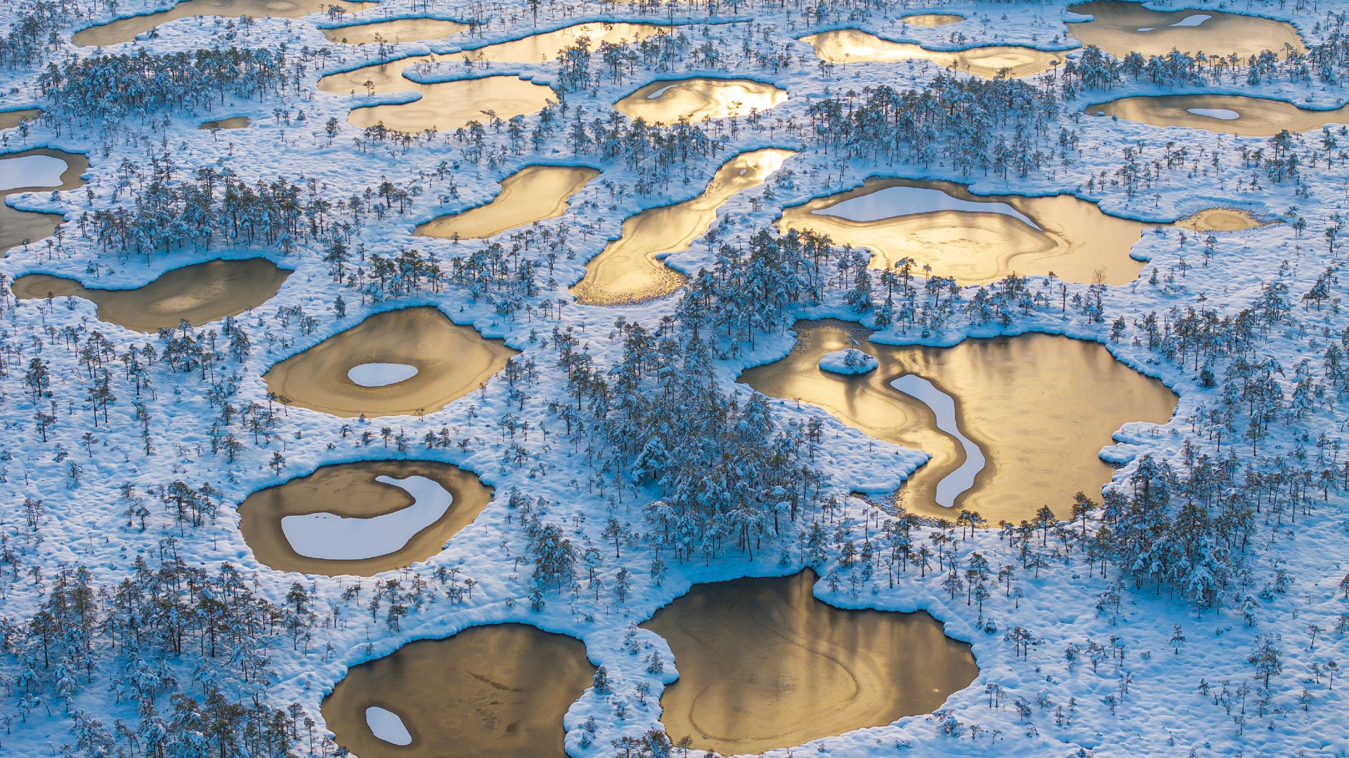Aerial view of a snowy bog landscape with numerous pools of water reflecting the golden light of the sun.