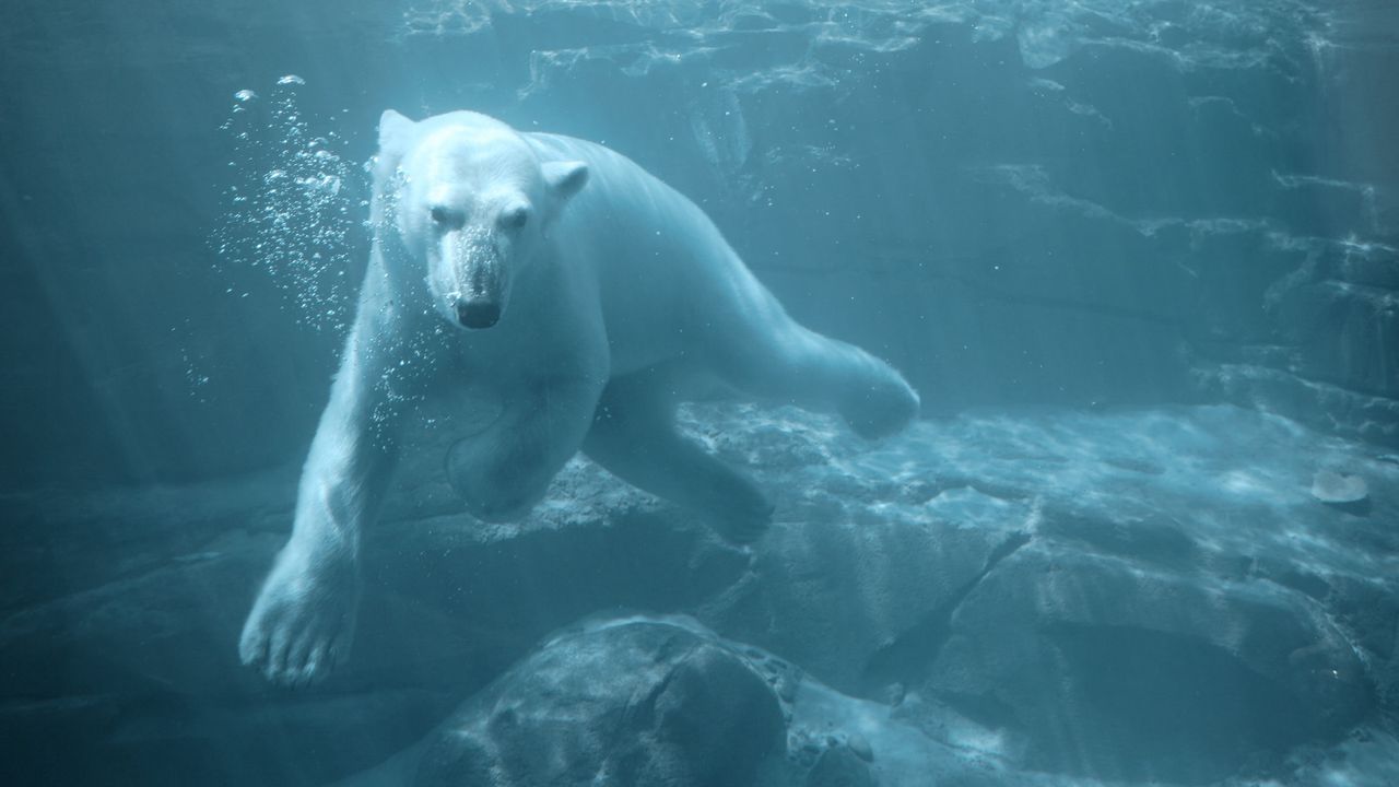 a polar bear swims underwater