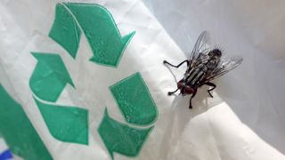 Black fly on trash can