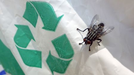 Black fly on trash can