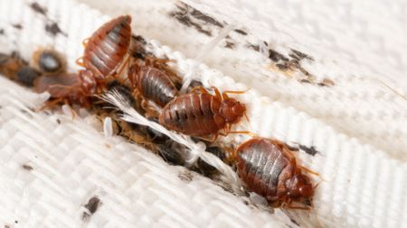 Bed bugs scrambling about in a crease on a mattress with brown marks around them showing their excrement