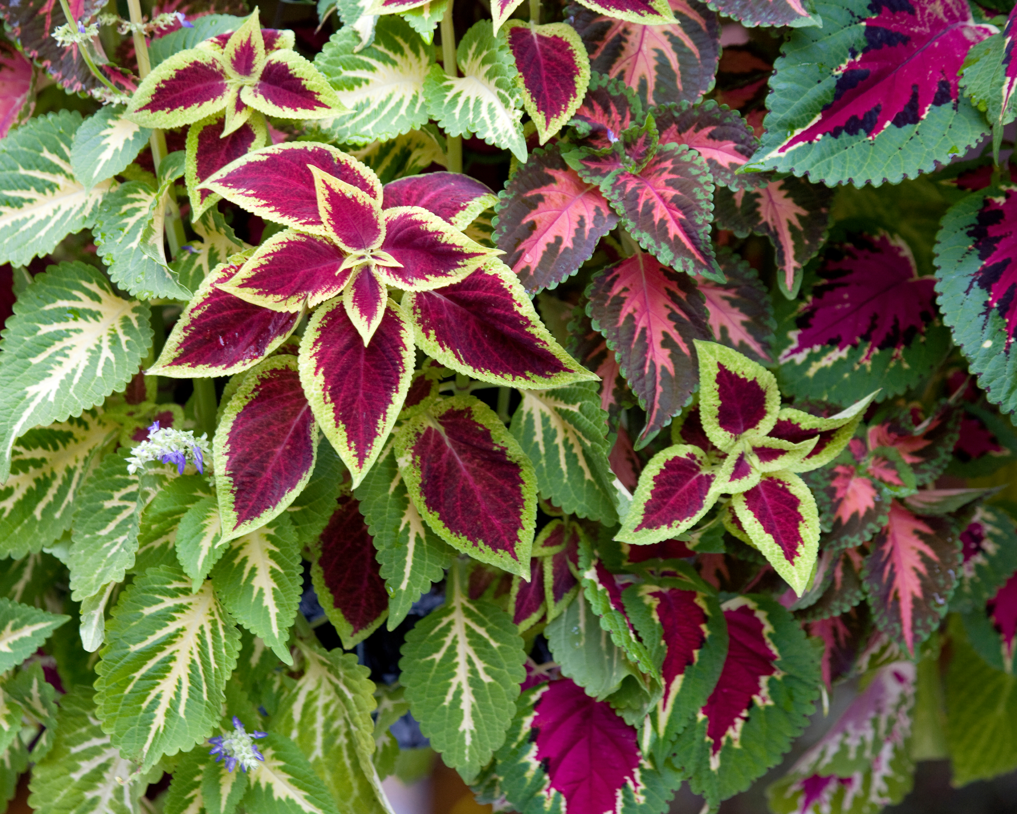 Various different coleus plants with red and green leaves