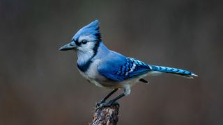 Blue Jay