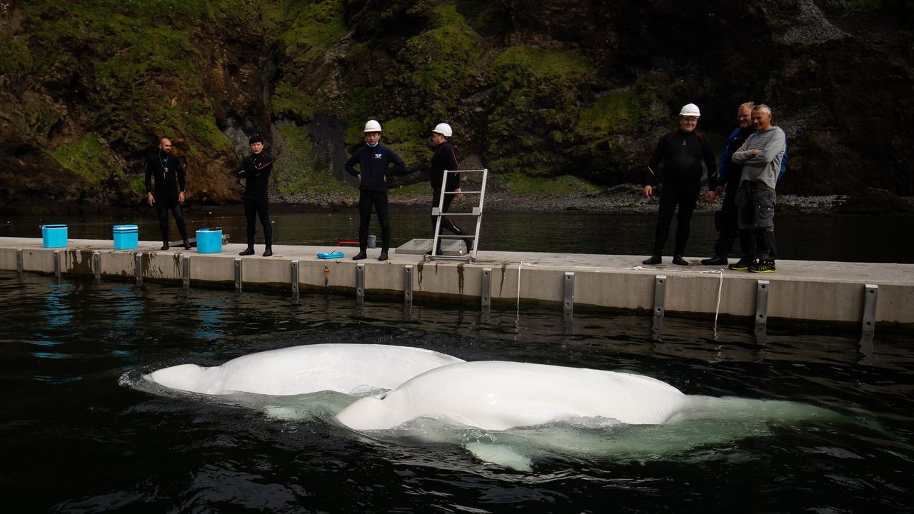Little Grey and Little White are the first two belugas at the Sea Life Trust sanctuary at Klettsvik Bay in Iceland. The trust will consider finding more when they are used to their new environment.