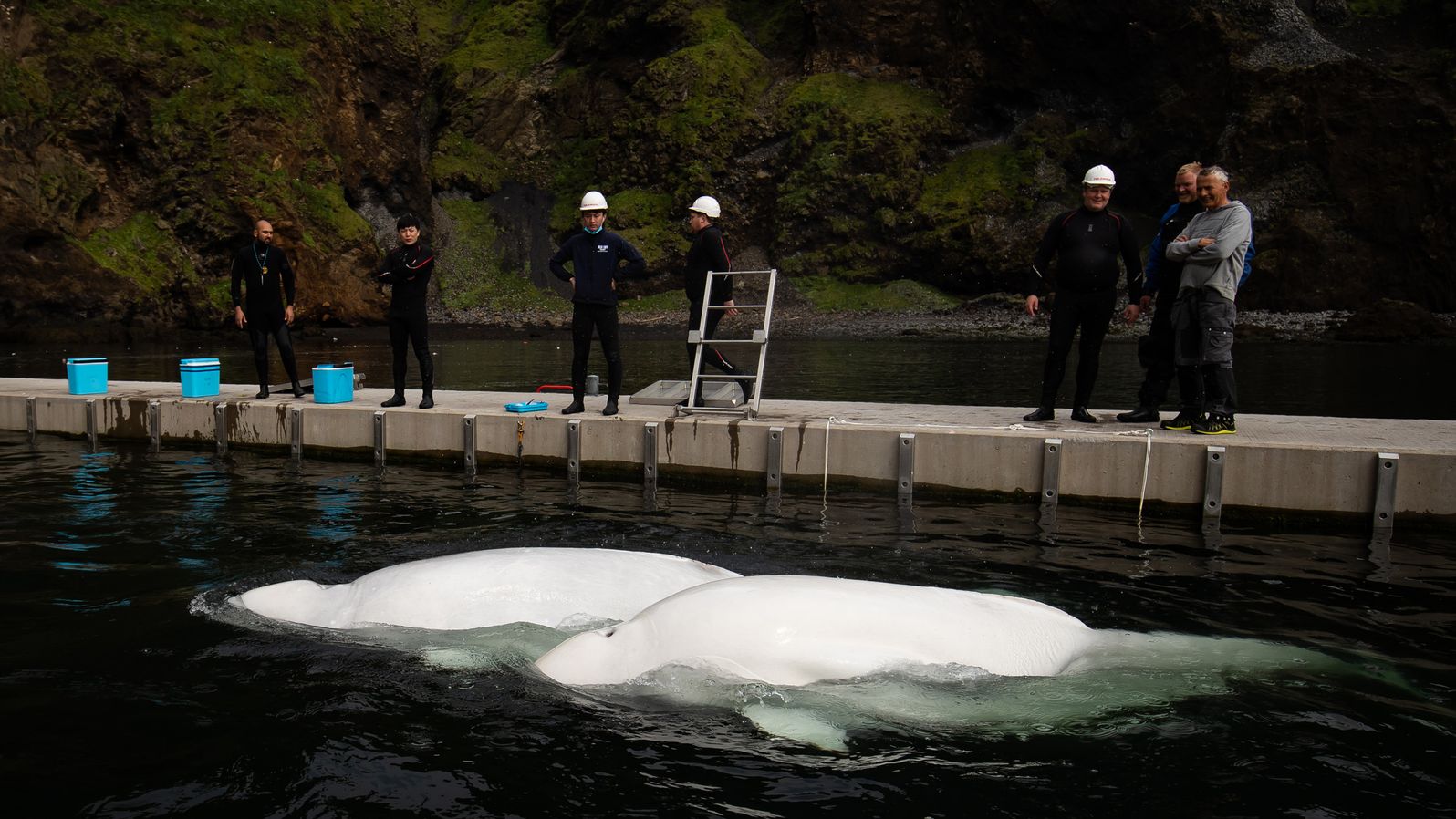 2 veľryby v zajatí nakoniec prepustili, more ucítili po 10 rokoch